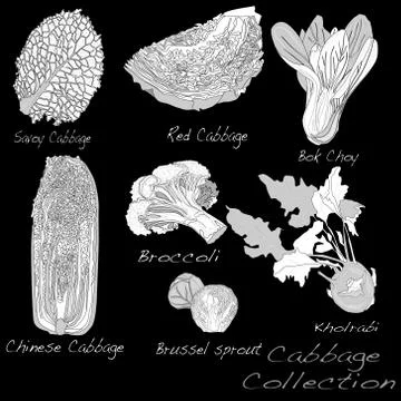 Cabbage Image set Ilustración de archivo