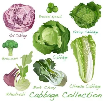 Cabbage Image set Ilustración de archivo