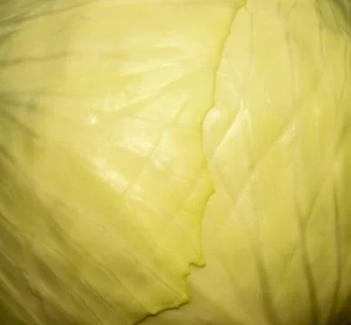 Cabbage isolated. Stock-Fotos