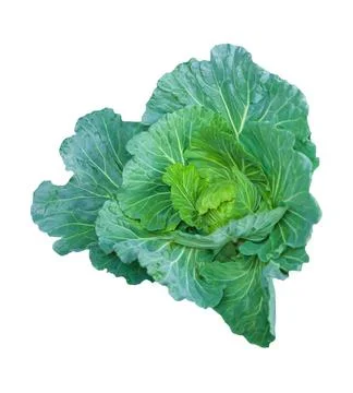Cabbage isolated on white background. Stock Photos
