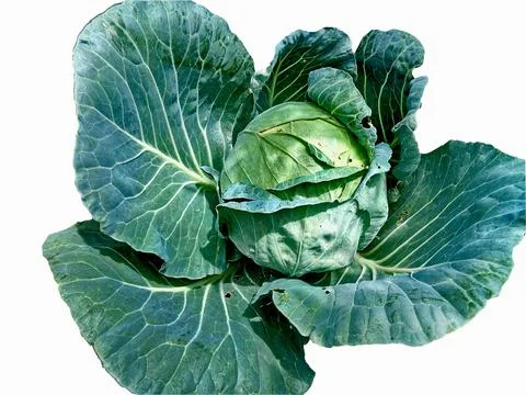 Cabbage isolated on white background Фото