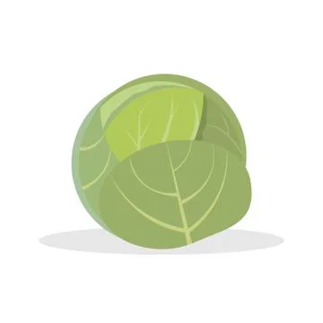 Cabbage isolated on white background. Vector illustration. Stock Illustration