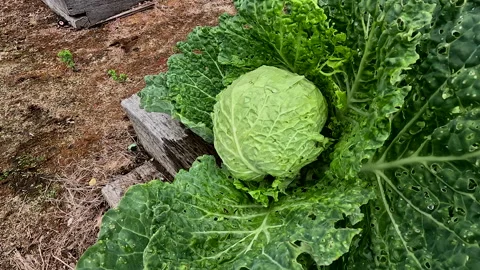 Cabbage in Kitchen garden Stock Footage 257412374