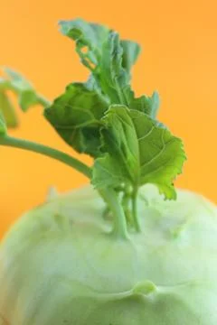 Cabbage kohlrabi Stock Photos