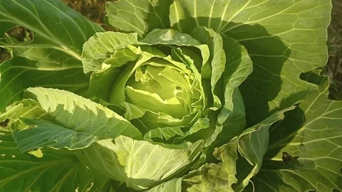 Cabbage with large leaves at sunset Stock Footage 220383972