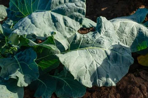 Cabbage Leaf Close-up Stock Photos