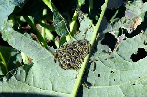Cabbage leaf covered with caterpillars pest Фото