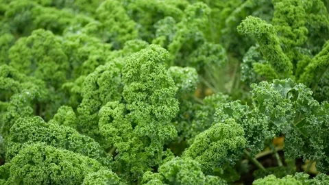 Cabbage leaf curly kale winter plant field leaves bio organic plantation harvest Stock-Footage 144049322