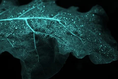 Cabbage leaf with dew drops in trendy tidewater green color. Bright shiny bac Stock Photos