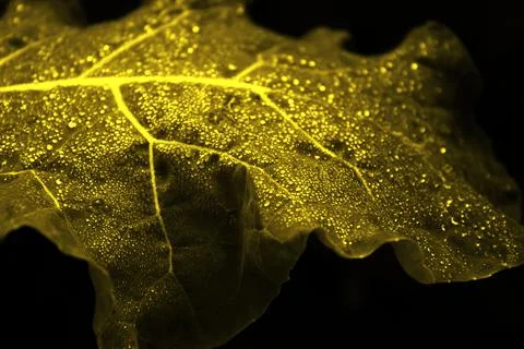Cabbage leaf in illuminating color Stock Photos