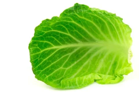 Cabbage leaf isolated on white background Stock Photos