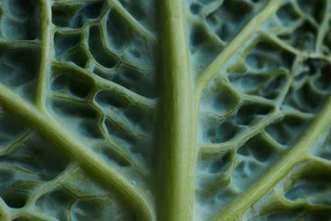 Cabbage, leaf, macro, background, texture, green, food, healthy, vegetable,.. Foto stock