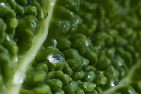 Cabbage, leaf, macro, background, texture, green, food, healthy, vegetable,.. Foto stock