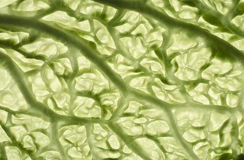 Cabbage leaf macro Stock Photos