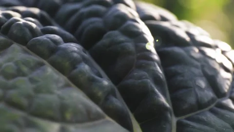 Cabbage leaf, macro shot of vegetable, detail of vegetables Stock Footage 144077806