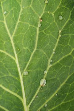 Cabbage leaf in nature as the background Stock Photos