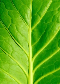 Cabbage leaf Stock-Fotos