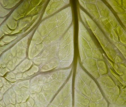 Cabbage leaf Stock Photos