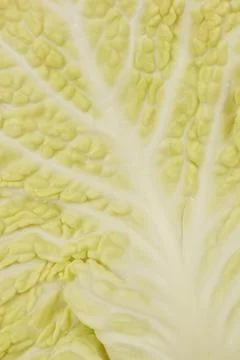 Cabbage leaf Stock Photos