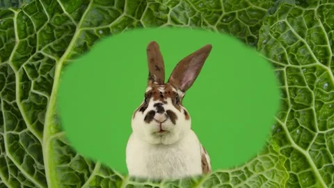 Cabbage leaf with a rabbit sitting behind it and chewing. green screen Stock Footage 313679161
