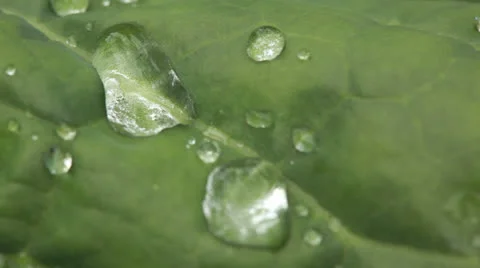 Cabbage leaf with rain water Stock Footage 24536815