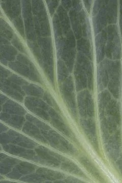 Cabbage leaf texture close up green background for design Stock Photos