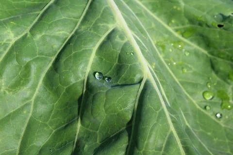 Cabbage leaf vein with water drop Stock Photos