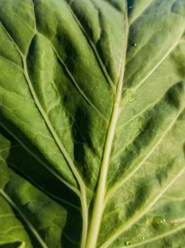 Cabbage leaf vein with water drop Foto stock