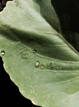 Cabbage leaf vein with water drop Stock Photos