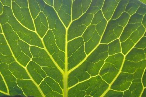 Cabbage leaf with veins. Close-up Stock Photos