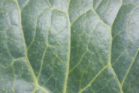 Cabbage leaf veins closeup 写真素材