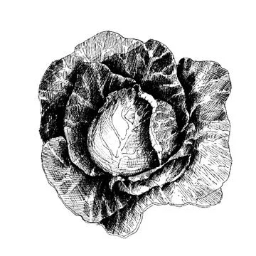 Cabbage with leafs Stock Illustration