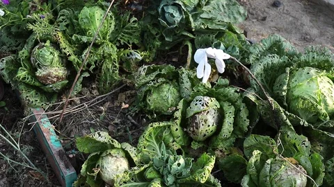 Cabbage leafy green vegetable growing in the field outdoors Stock Footage 98516951
