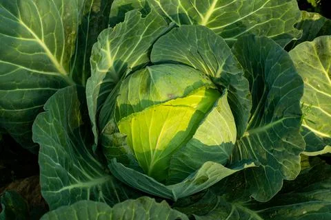 The Cabbage is a leafy or cauliflower it is a great vegetables Stock Photos