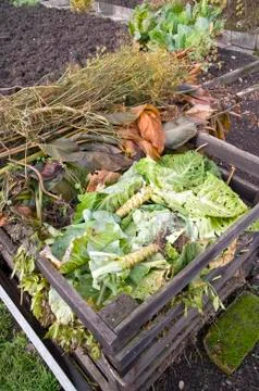 Cabbage leaves and trunks in a compost bin Stock Photos