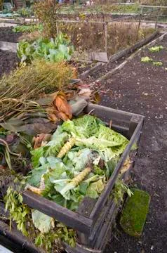 Cabbage leaves in a compost bin Stock Photos