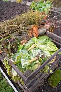 Cabbage leaves in a compost bin Stock Photos