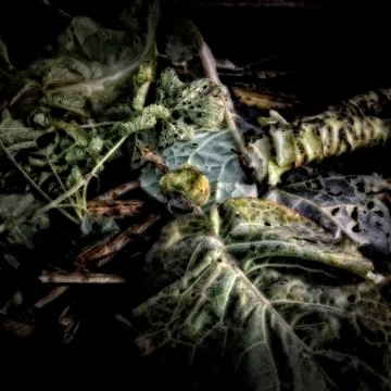 Cabbage leaves on a compost heap Stock Photos