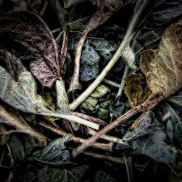 Cabbage leaves on a compost heap Stock Photos