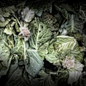 Cabbage leaves on a compost heap Stock Photos