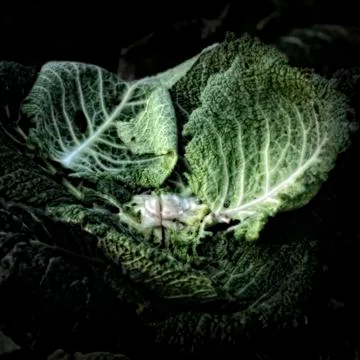Cabbage leaves on a compost heap Stock Photos