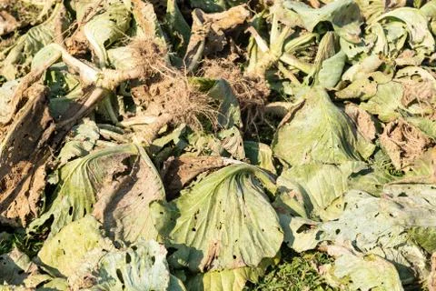 Cabbage Leaves Compost Stock Photos