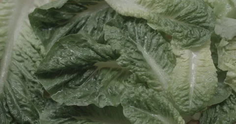 Cabbage leaves lie on the table Stock Footage 146387317