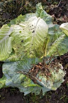 Cabbage Leaves Stock Photos