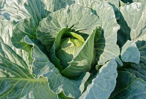 Cabbage leaves Stock Photos