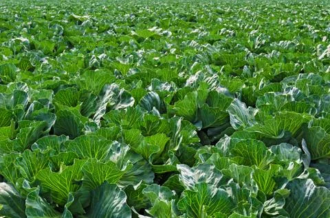 Cabbage leaves Stock Photos