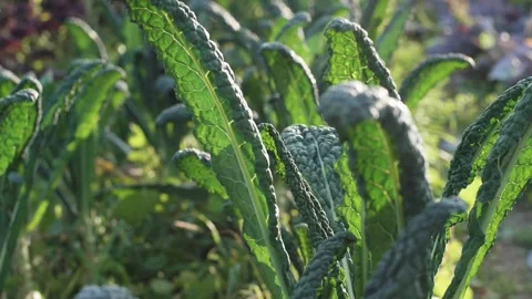 Cabbage leaves slow motion under a nice sunset light Stock-Footage 144077831