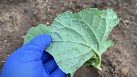 Cabbage leaves underside with Cabbage Whitefly or Aleyrodes proletella pests Stock Footage 279070907