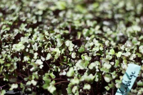 Cabbage Microgreens Stock-Fotos