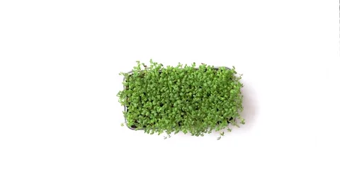 Cabbage microgreens in a white background. top view Stock Footage 255878034
